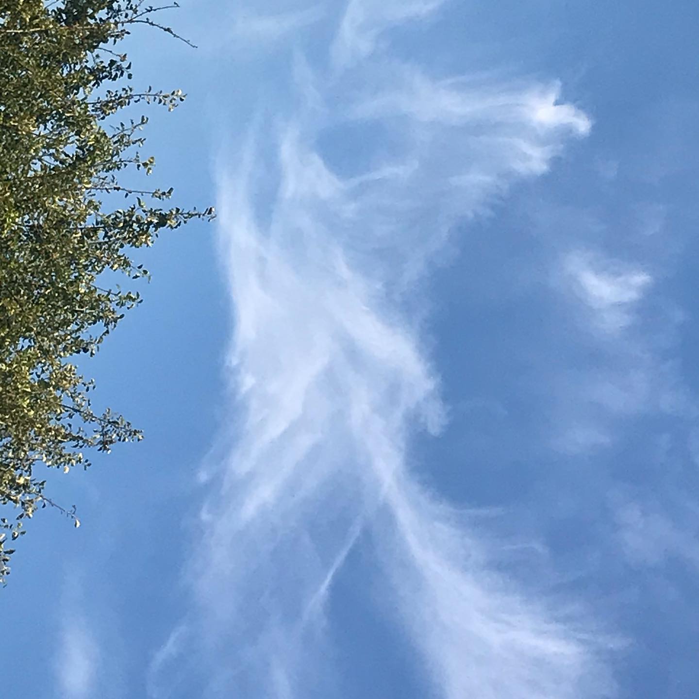 ciel