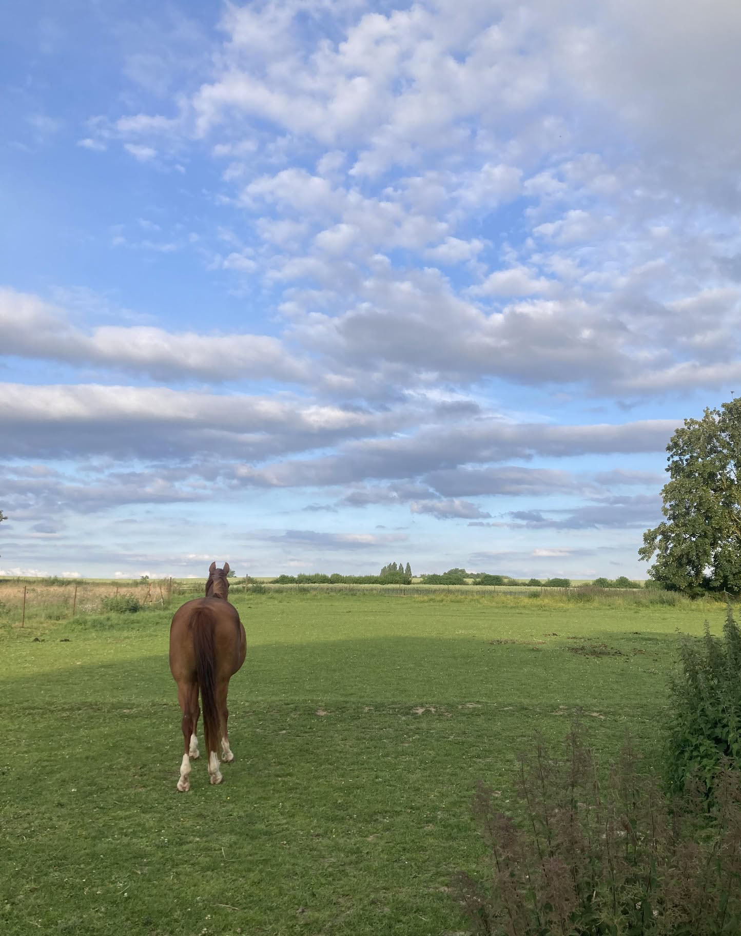 Cheval dans une prairie.