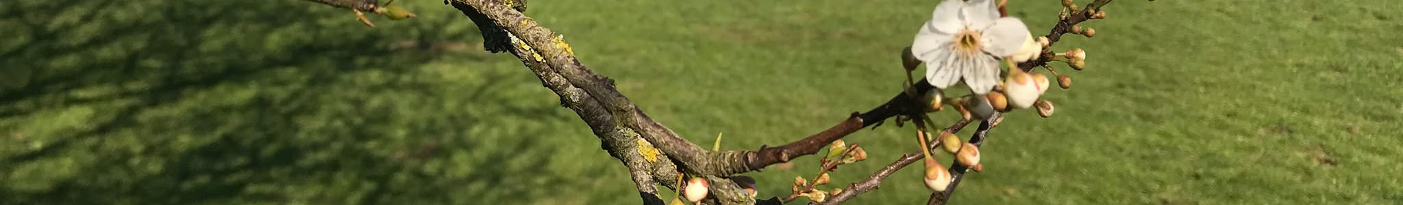 branche avec fleur de cerisier